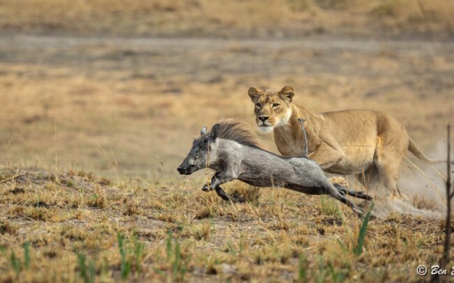 A wildlife focused safari with the aim of seeing big cats