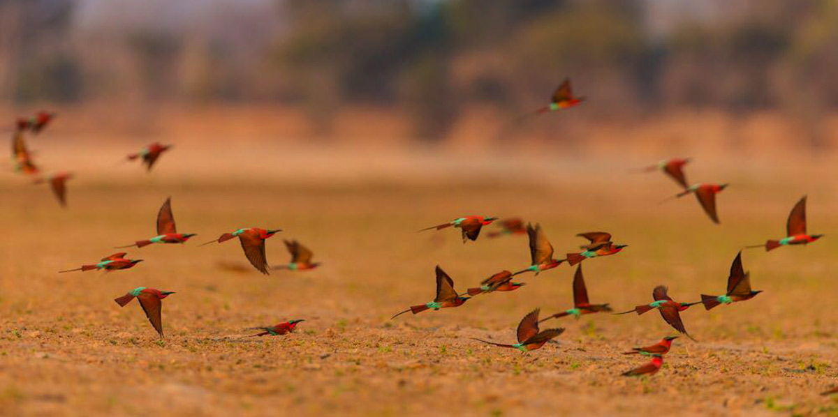 A birding focused safari